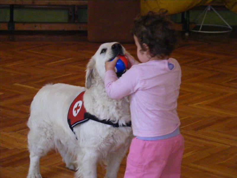 Milky as therapy dog